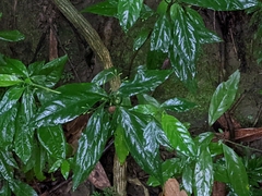 Tarenna gracilipes