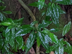 Tarenna gracilipes