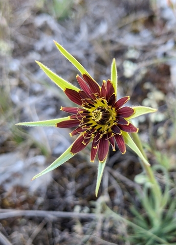 Tragopogon crocifolius (Tragopogon crocifolius)