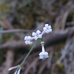 Asperula aristata scabra