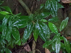 Tarenna gracilipes