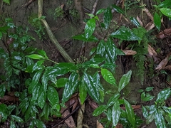 Tarenna gracilipes