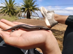 Chalcides viridanus