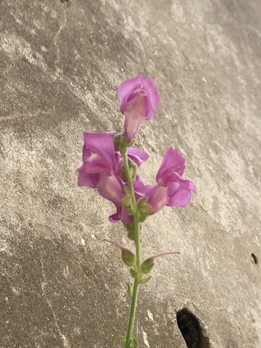papuľka väčšia (Antirrhinum majus)