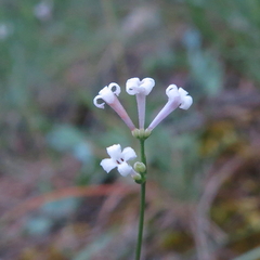 Asperula aristata scabra