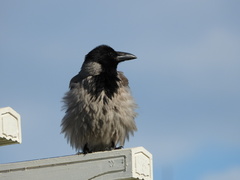 Corvus cornix