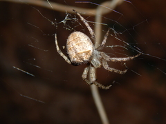 Pararaneus cyrtoscapus