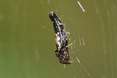 Cyclosa bifida