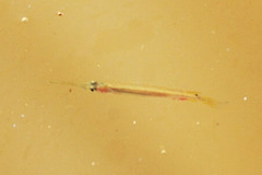 Dermogenys collettei