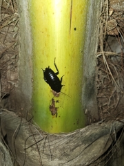 Melanozosteria nitida