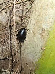 Melanozosteria nitida