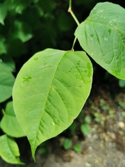 Reynoutria japonica