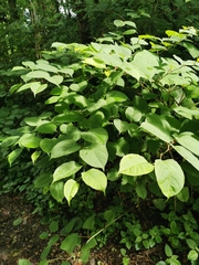 Reynoutria japonica