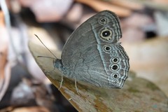Mycalesis perseoides
