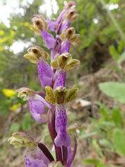 Orchis spitzelii
