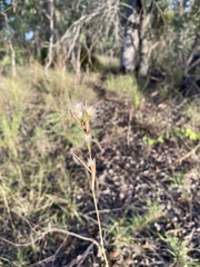 Cymbopogon bombycinus