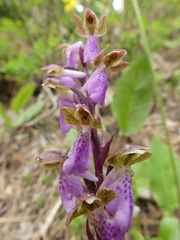 Orchis spitzelii