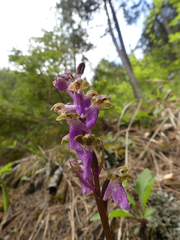 Orchis spitzelii