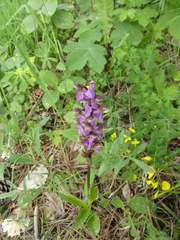 Orchis spitzelii