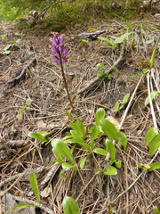Orchis spitzelii