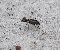 Cicindela scabrosa