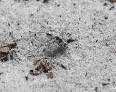 Ellipsoptera hirtilabris