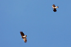 Haliaeetus ichthyaetus