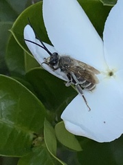 Anthophila