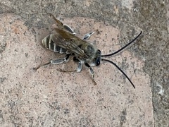 Anthophila