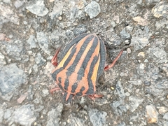 Graphosoma interruptum