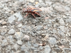 Graphosoma interruptum