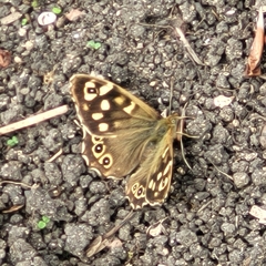 Pararge aegeria