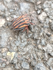 Graphosoma interruptum