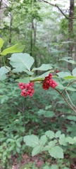 Rhus aromatica aromatica