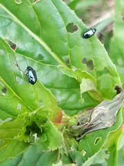 Altica lythri
