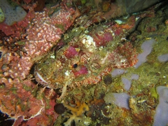 Scorpaenopsis oxycephalus
