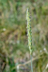 Elymus mutabilis