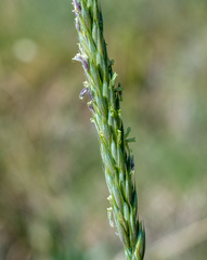 Elymus mutabilis
