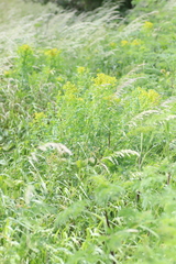 Euphorbia palustris