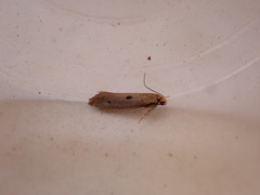 Tinea trinotella