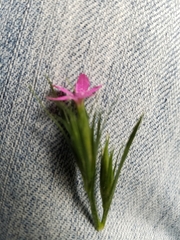 Dianthus deltoides