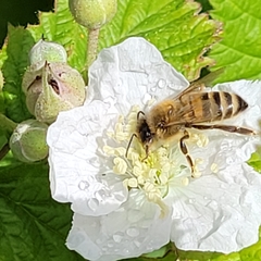 Apis mellifera