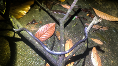 Pareas margaritophorus