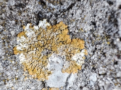 Lecanoromycetes