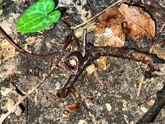 Hexastylis virginica