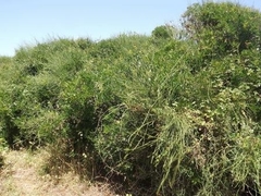 Ephedra fragilis