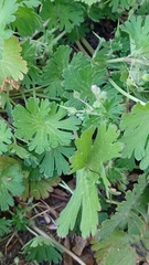 Geranium pusillum