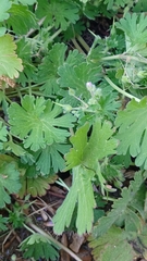 Geranium pusillum