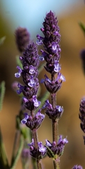Nepeta teydea