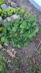 Geranium pusillum